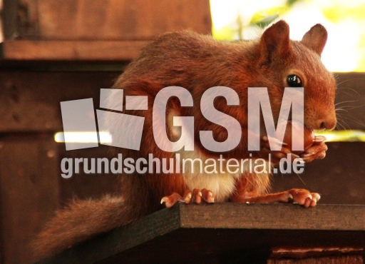 Eichhörnchen-A-65.JPG